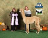 alpaca for sale