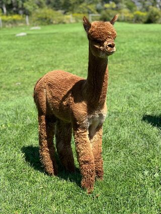 alpaca for sale