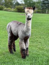 alpaca for sale