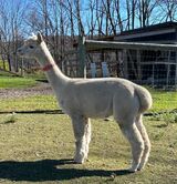 alpaca for sale