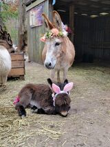 Layla about 1 month old with her momma Roseanna 