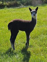 alpaca for sale