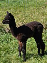 alpaca for sale