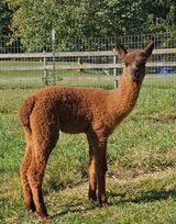 alpaca for sale