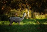 alpaca for sale