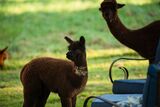 alpaca for sale