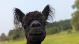 alpaca for sale