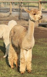 alpaca for sale