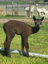 alpaca for sale