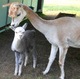 July 2014 cria: Picchu Dot.