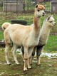 Autumn 2014 with her summer cria, Dot.