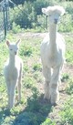 Ivy Rose with 2014 cria-Sir Galahad the Brave