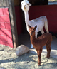 Blessing and her 2015 cria Copper