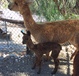 Serenity's Feb 2016 Cria