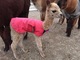 2016 Cria Female  (Tessa) - Boog Baby 