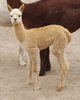 Sienna's 2021 Cria - Beau  