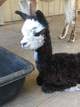 Agent 99: Maxwell Smart and Tiny Dancer Female Cria