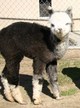 Maxwell's Cria Photo - see what he is passing!