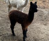 alpaca for sale