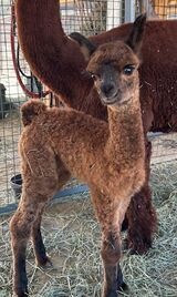 alpaca for sale