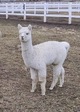 Super Bright/Fine Fleece! Petra as a Cria