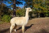 alpaca for sale