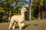 alpaca for sale