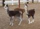 Diego's Tuxedo Grey Cria