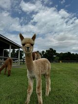 alpaca for sale