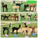 alpaca for sale