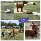 alpaca for sale