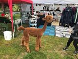 alpaca for sale