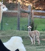 alpaca for sale