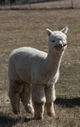 First cria. Look at that head!