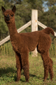 Penny as a cria