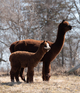 Penny and her first cria