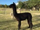 Service Sire: A Magic Manitou's Sambucco