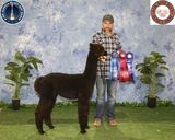 alpaca for sale