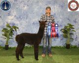 alpaca for sale