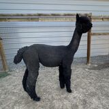 alpaca for sale