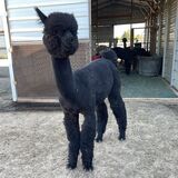 alpaca for sale