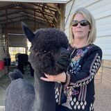 alpaca for sale