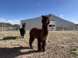 alpaca for sale