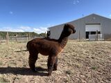 alpaca for sale