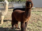 alpaca for sale