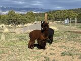 alpaca for sale