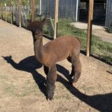 alpaca for sale