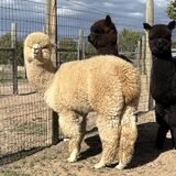 alpaca for sale