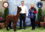 alpaca for sale