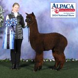 alpaca for sale